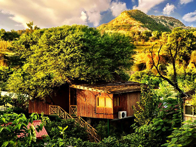 Tree House Resort